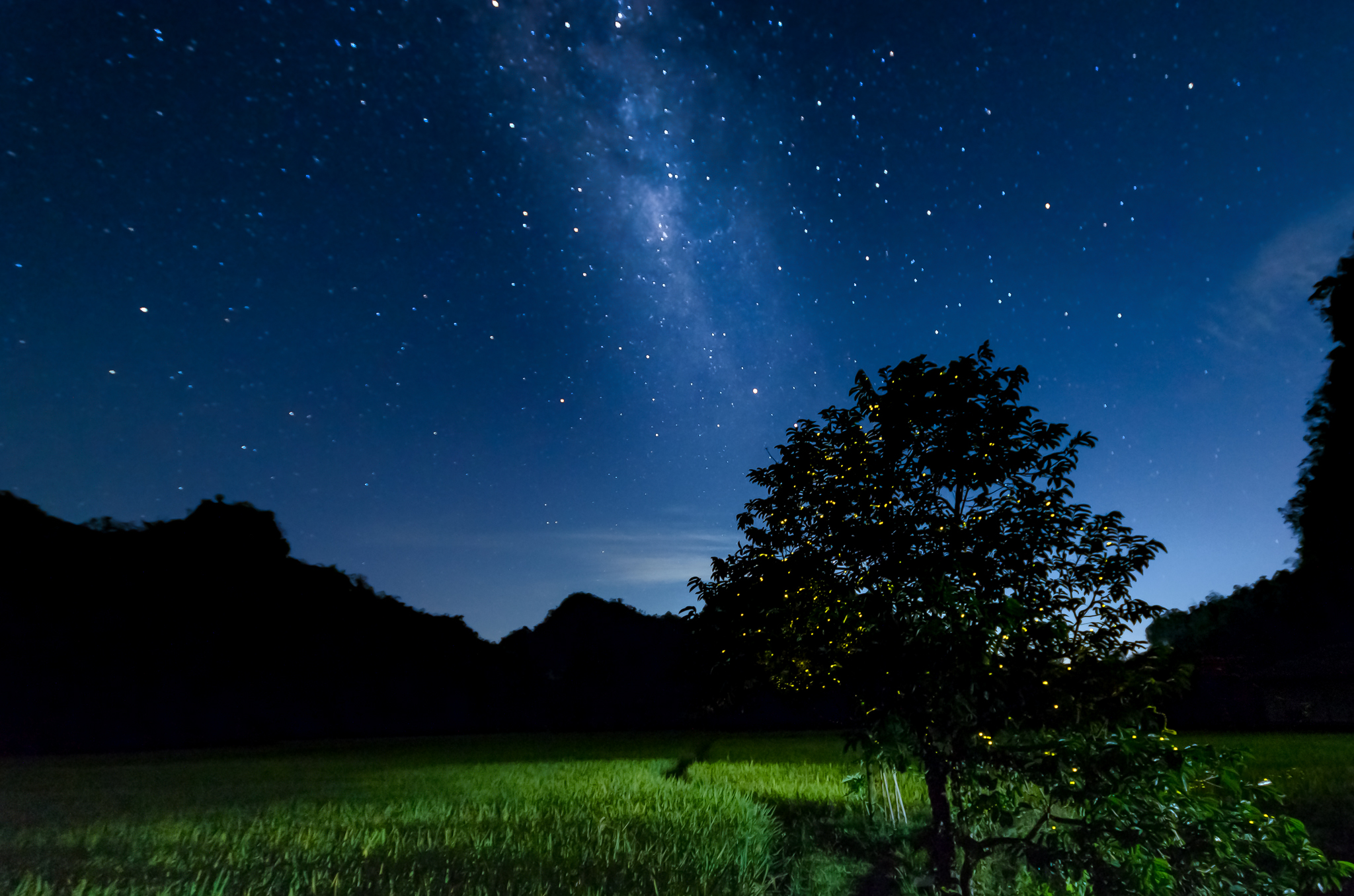 Fire flies