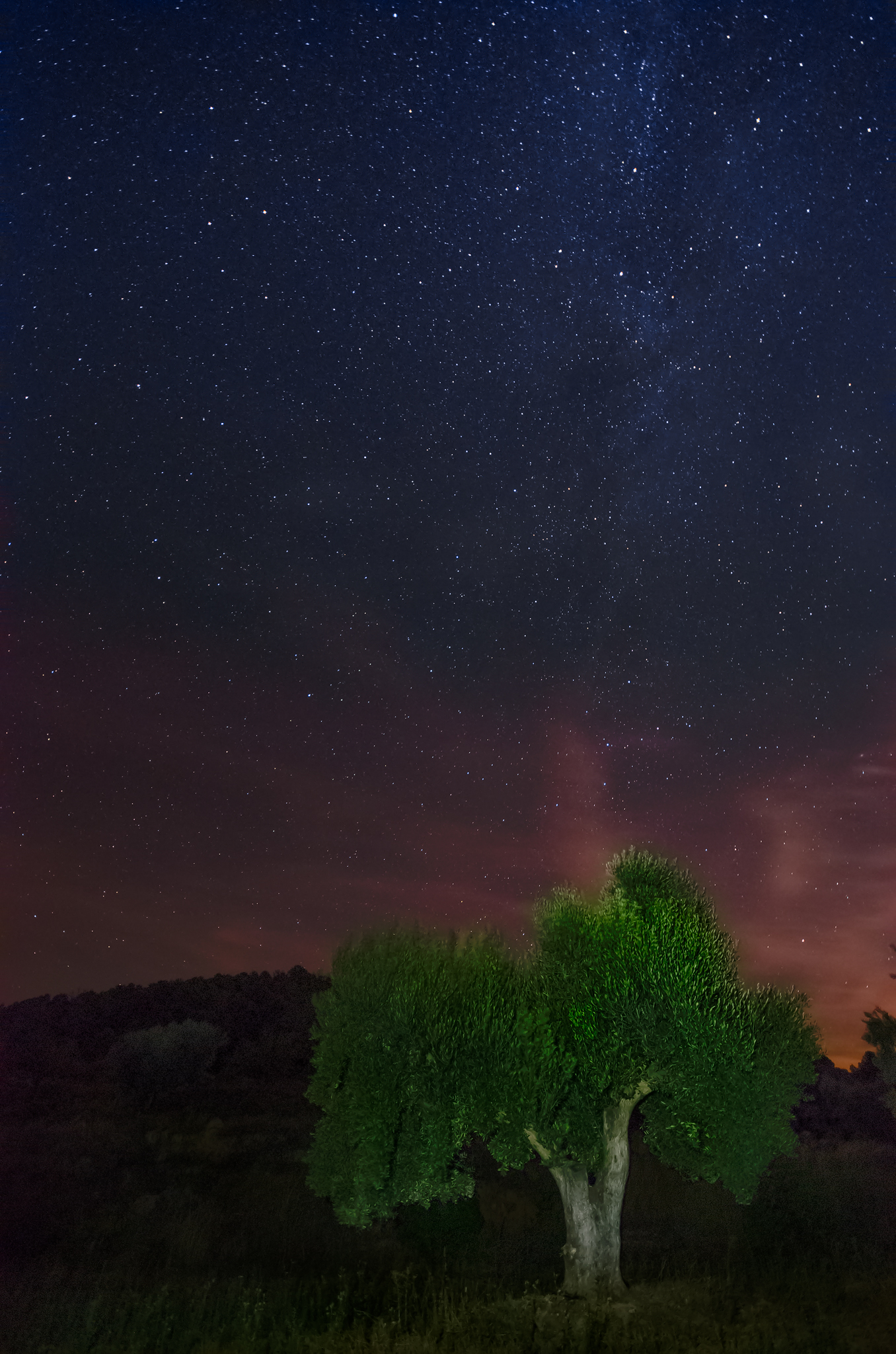 Olive tree under Milky Way